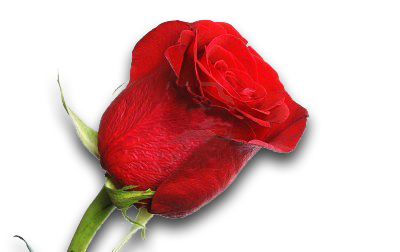 bocciolo di rosa rossa